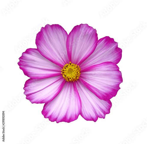 Beautiful pink cosmos flower isolated on a white background