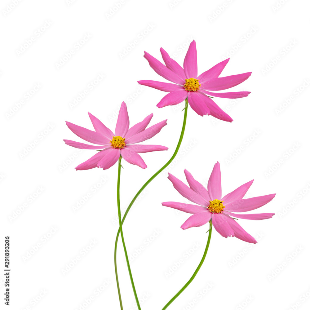 Three pink flowers isolated on a white background