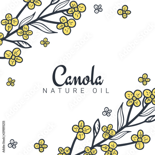 Rapeseed and canola oil banners. Nature Organic product.