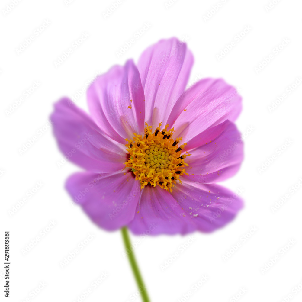 Pink flower of cosmos isolated on a white background Pink flower of cosmos isolated on a white background