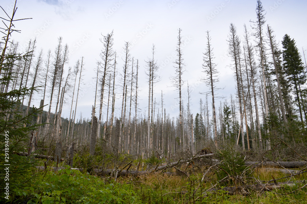 Dying spruce forests due to climate change Dying spruce forests due to climate change