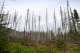 Dying spruce forests due to climate change