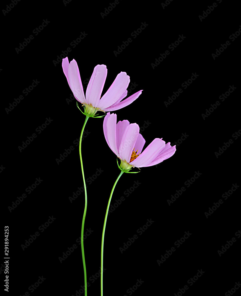 Beautiful flowers cosmos isolated on a black background