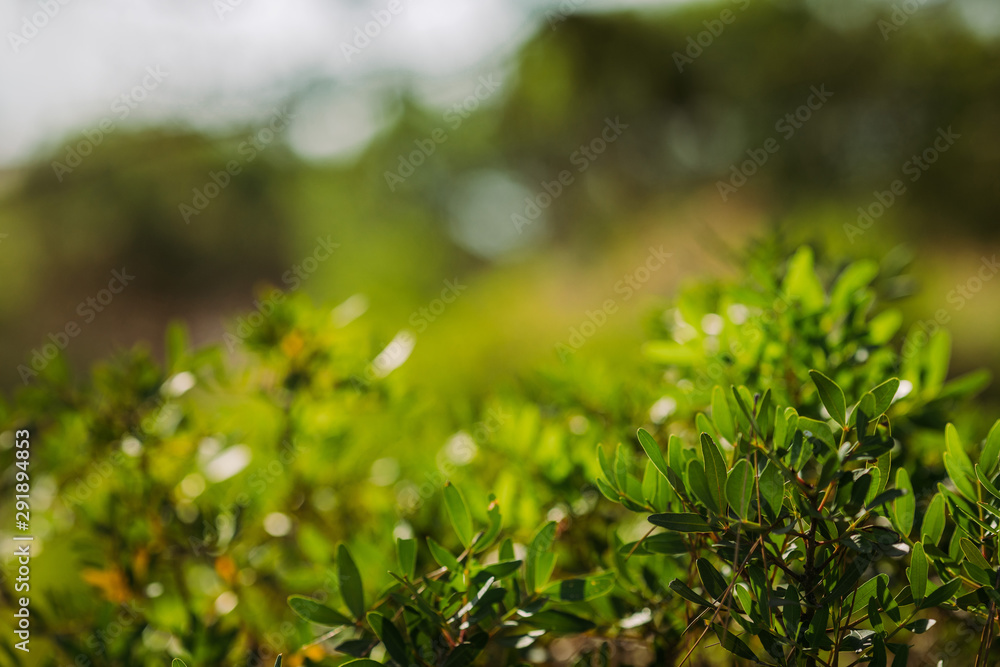 Green leaves of plant growing outdoor, the tropical garden plant background Green leaves of plant growing outdoor, the tropical garden plant background