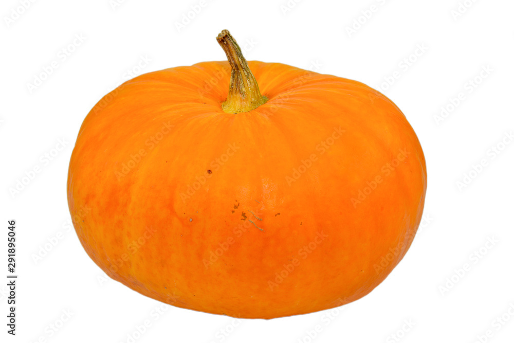 Obraz premium Large orange pumpkin on isolated background
