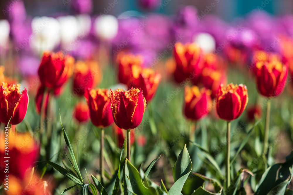 Tulips in the city