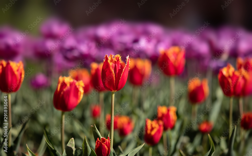 Tulips in the city