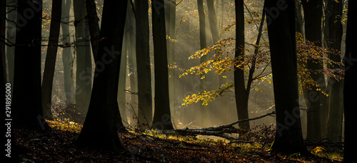 Common beech (Fagus sylvatica) trees, morning sunlight, autumn colour, King's Wood, Challock, Kent