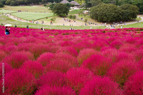 Beautiful kochias hill in autumn season at Hitachi seaside park , Ibaraki prefecture , Japan