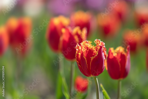 Tulips in the city