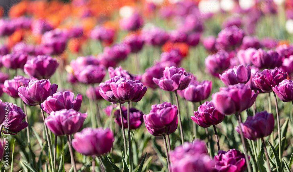 Tulips in the city