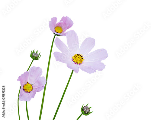 Beautiful flowers cosmos isolated on a white background