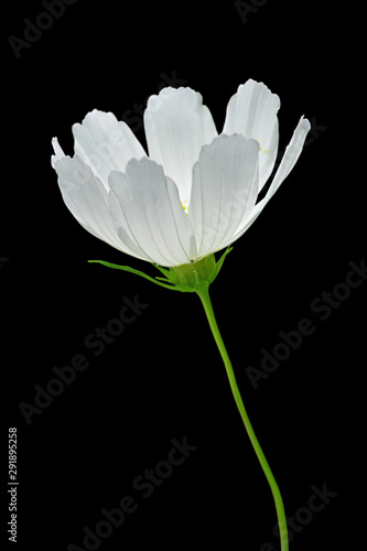 Beautiful cosmos flower isolated on a black background