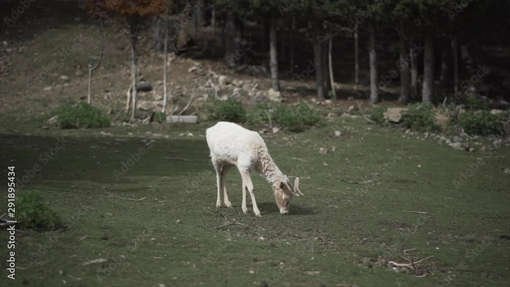 Deer eating hay from manger in forest Deer eating hay from manger in forest