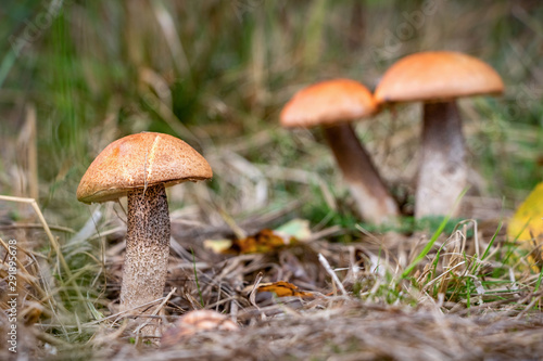Amazing edible mushrooms known as orange birch bolete © Jaroslav Machacek