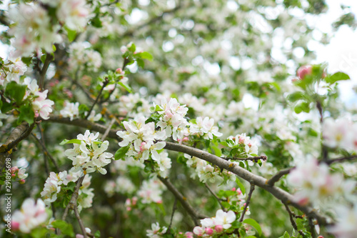 apple blossom