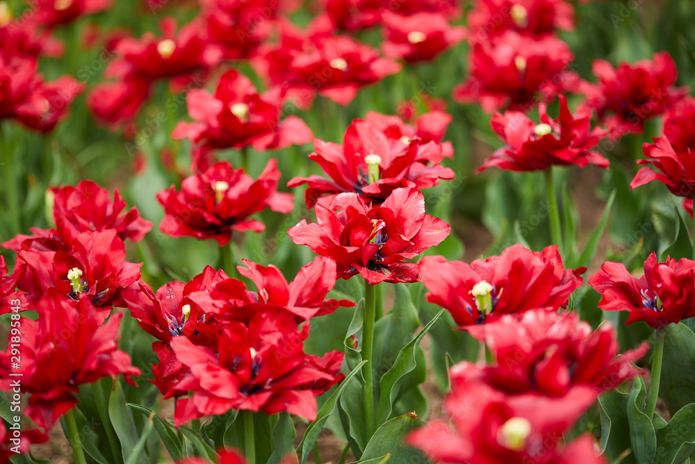 red tulips