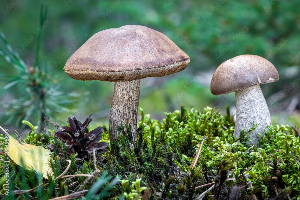 Edible mushrooms birch bolete in moss with blurred background Edible mushrooms birch bolete in moss with blurred background