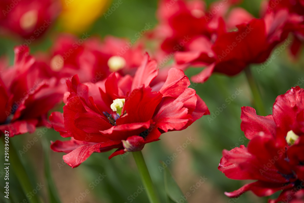 red tulips red tulips