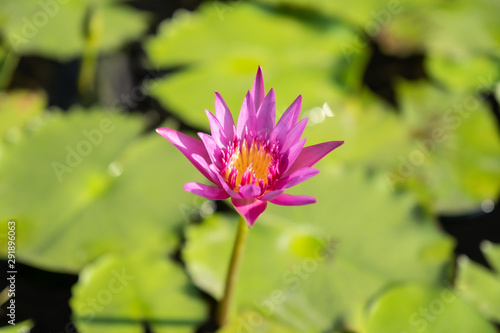 close up pink lotus and blur green background 