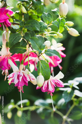 Fuchsia 'Flying Scotsman'