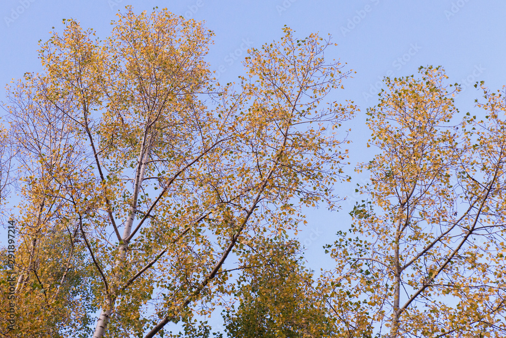 Autumn theme. Autumn trees with yellow leaves. Autumn theme. Autumn trees with yellow leaves.