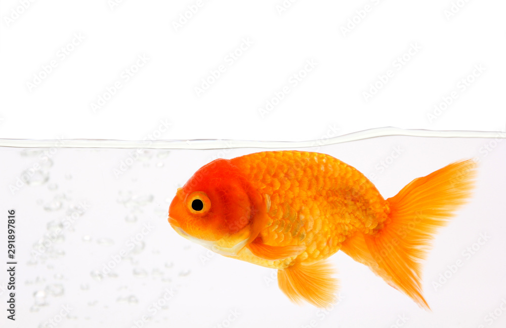 Gold Fish Isolated on White Background. Gold Fish Isolated on White Background.