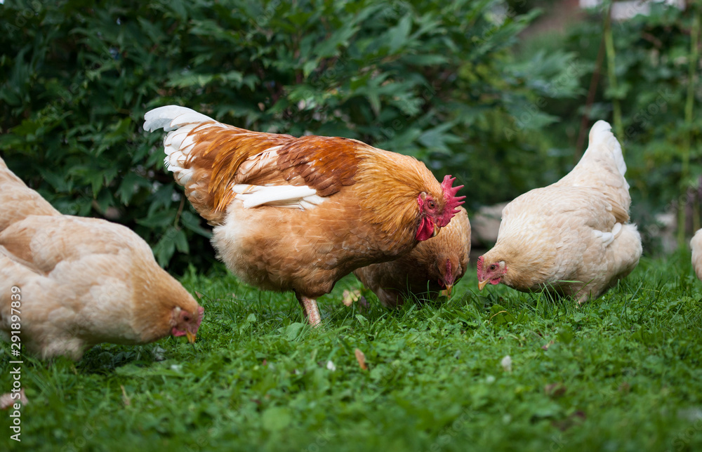 Fototapeta premium Rooster and chickens on traditional free range poultry farm.CR2