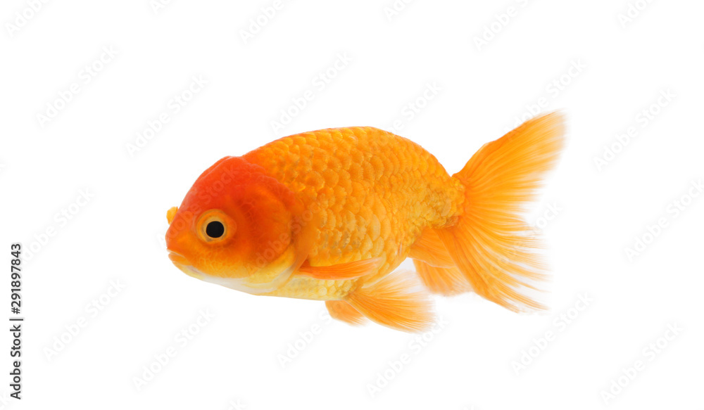 Gold Fish Isolated on White Background.
