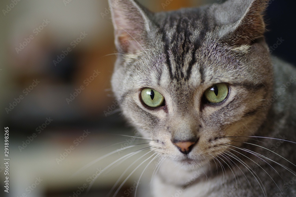 Fototapeta premium 美しい猫