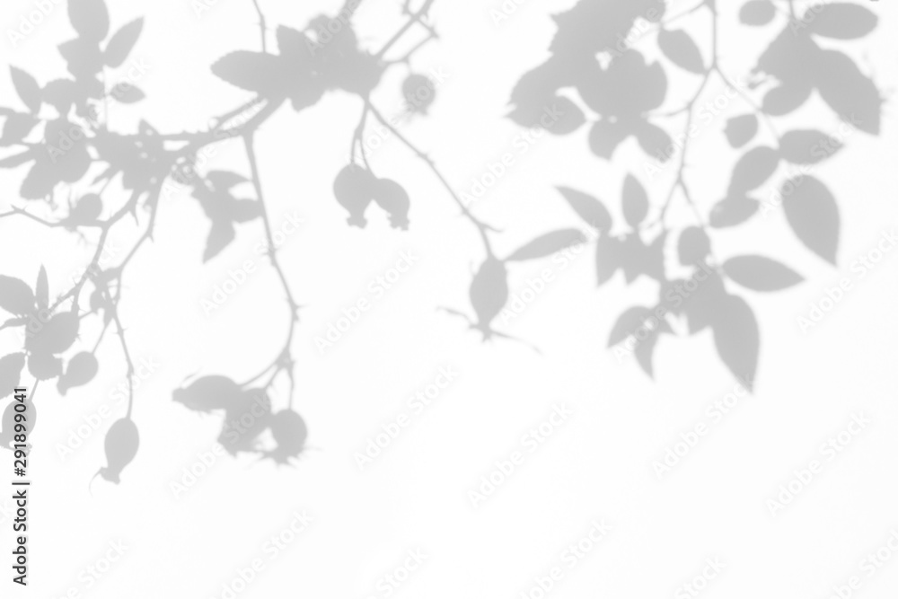 Overlay effect for photo. Gray shadow of the wild roses leaves and berries on a white wall. Abstract neutral nature concept blurred background. Space for text. - obrazy, fototapety, plakaty 