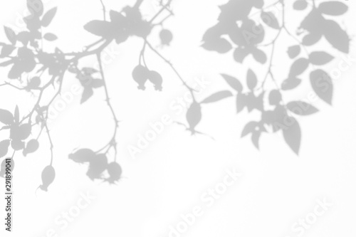 Overlay effect for photo. Gray shadow of the wild roses leaves and berries on a white wall. Abstract neutral nature concept blurred background. Space for text.