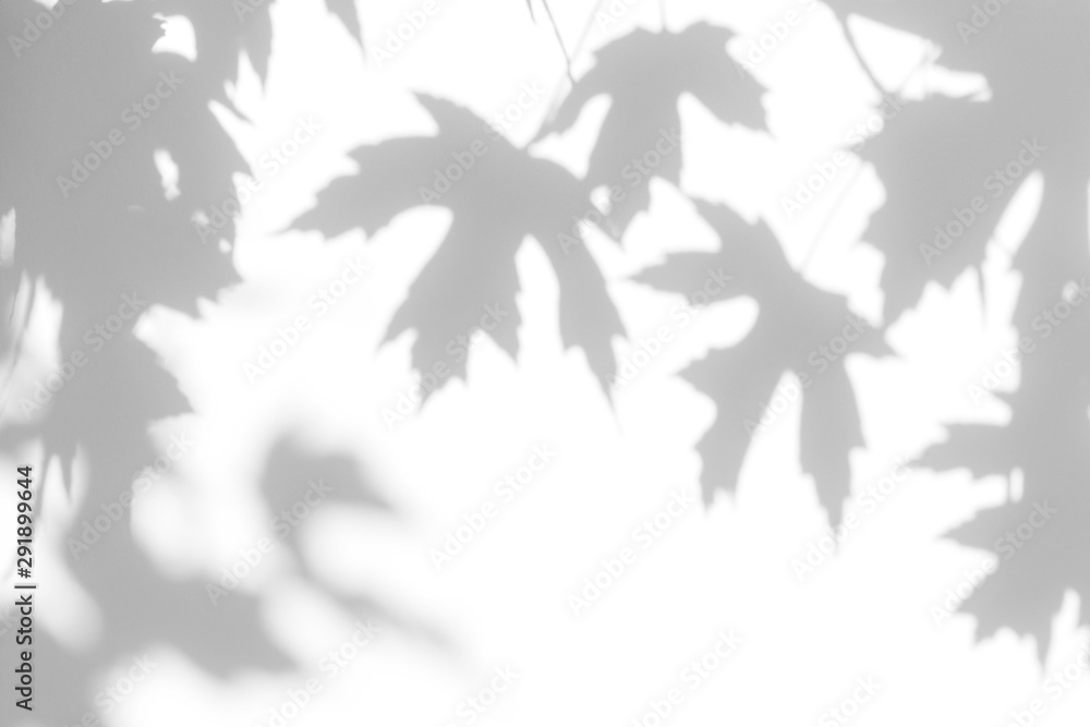 Overlay effect for photo. Gray shadow of the maple tree leaves on a white wall. Abstract neutral nature concept blurred background. Space for text.