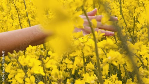 Closeup Tracking Shot of A Hand Touching Through a Canola Field