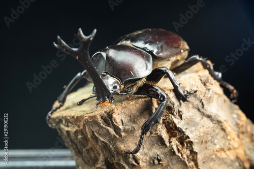 beetle on black background © Scott