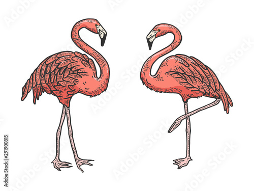 Flamingo bird color sketch engraving vector illustration. Tee shirt apparel print design. Scratch board style imitation. Black and white hand drawn image.