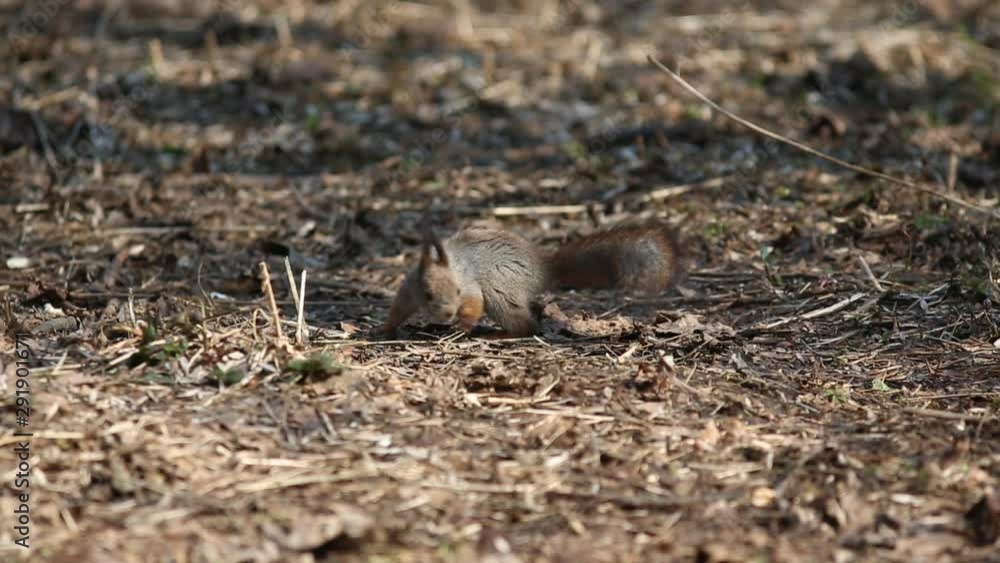 Red squirrel or Eurasian red squirrel (Sciurus vulgaris) searches for food among the dry leaves on the groun Red squirrel or Eurasian red squirrel (Sciurus vulgaris) searches for food among the dry leaves on the groun