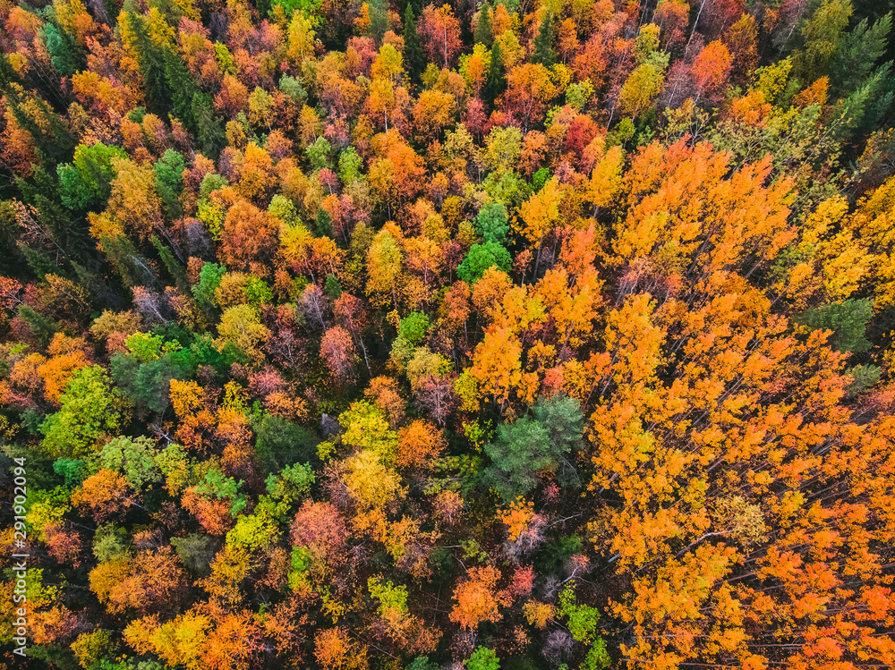 Naklejka premium Piękny jesienny las z żółtymi i czerwonymi drzewami, widok z lotu ptaka