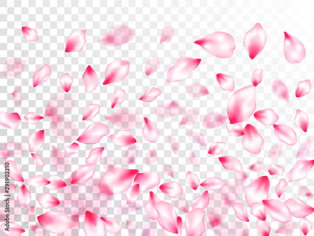 Pink sakura petals confetti flying and falling Pink sakura petals confetti flying and falling