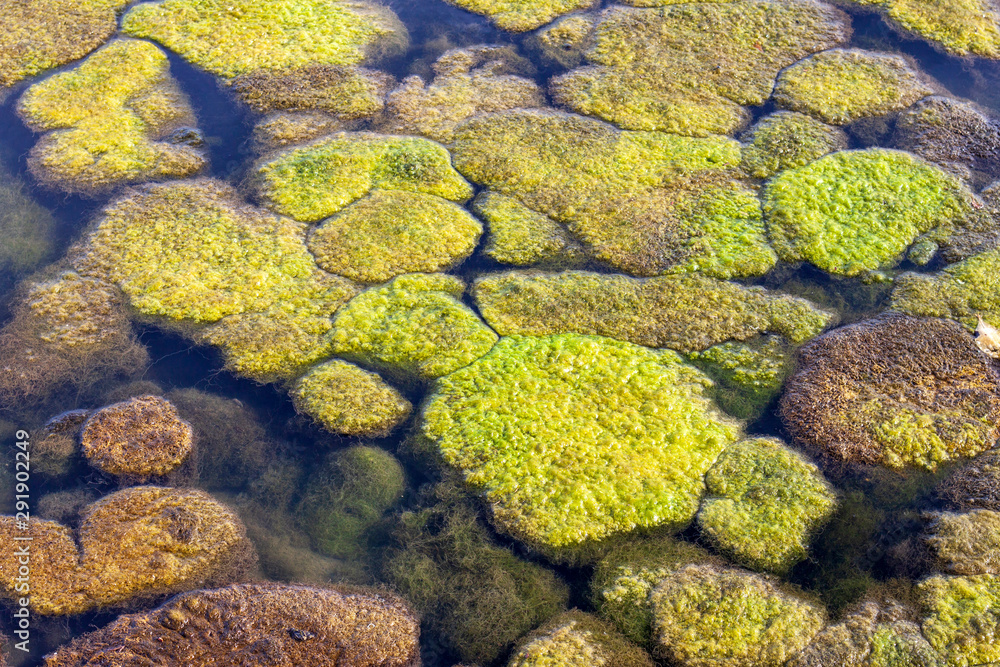 algae, lichen, or thallophytic plant Coastal ecosystems in the natural.