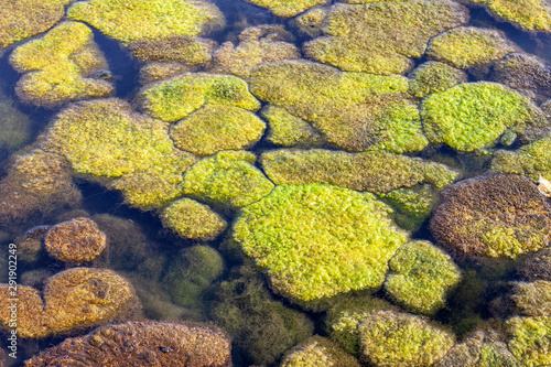 algae, lichen, or thallophytic plant Coastal ecosystems in the natural.