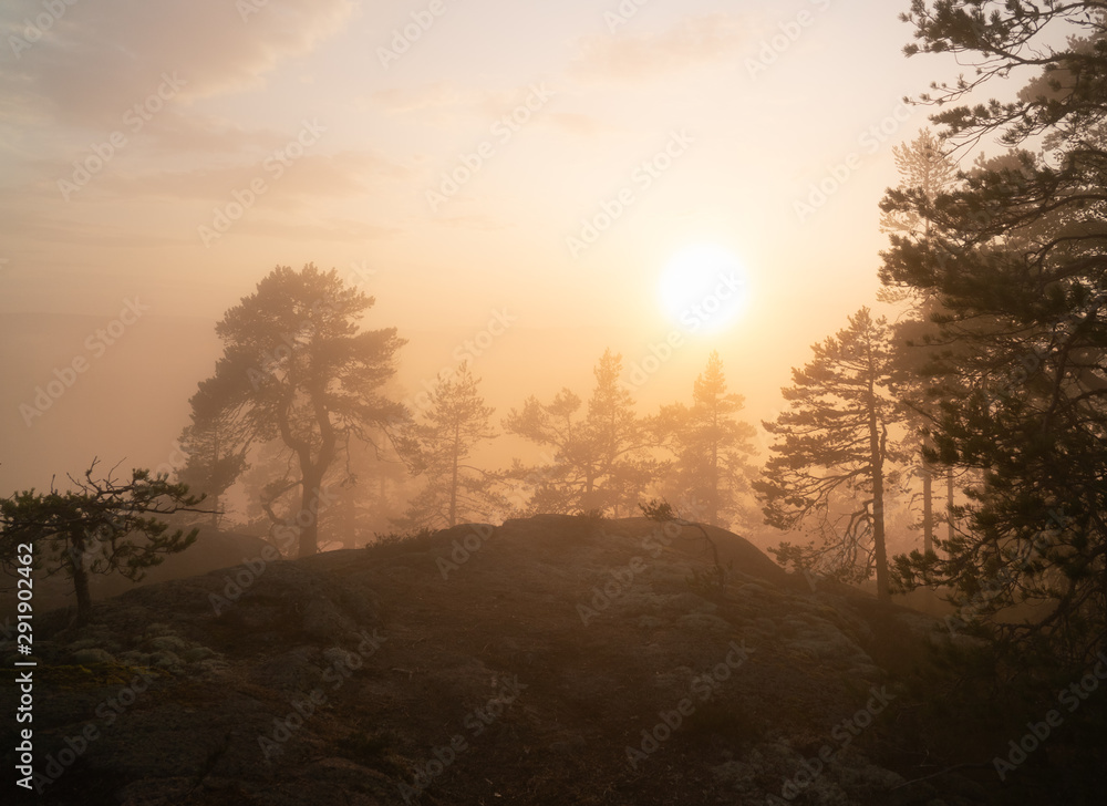 Soft Sun shines through very foggy Scandinavian mountain pine tree forest, golden summer day with heavy fog in mountains, North Sweden Soft Sun shines through very foggy Scandinavian mountain pine tree forest, golden summer day with heavy fog in mountains, North Sweden