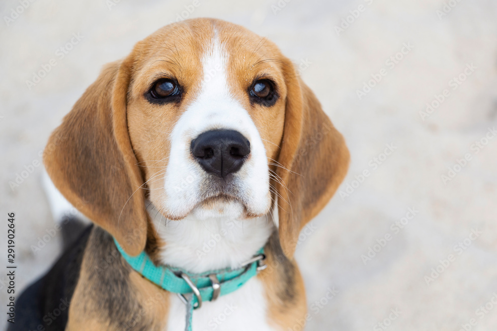 little cute tricolor Beagle puppy, sad look. little cute tricolor Beagle puppy, sad look.