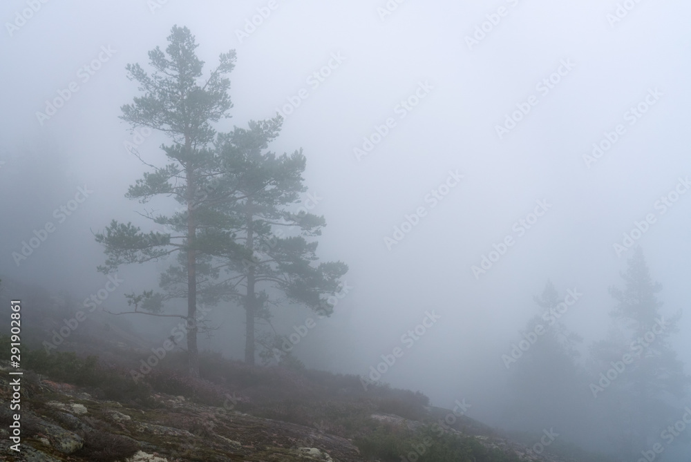 Very thick fog lays over Scandinavian mountain pine tree forest, summer day with heavy fog in mountains, North Sweden