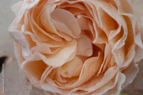 peachy petals of rose
