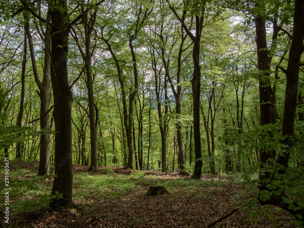 Grüner Wald von innen 