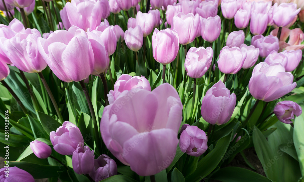 flowers tulips in dutch park wallpaper background flowers tulips in dutch park wallpaper background