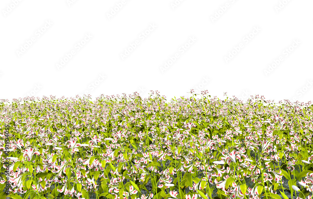 beautiful flowers field with blue sky