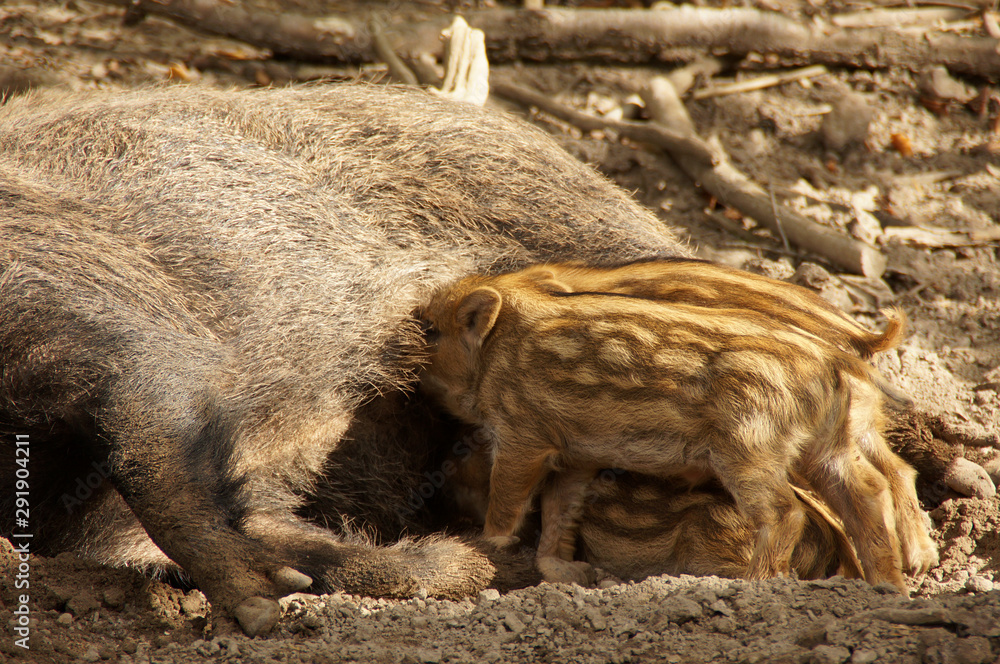 Drei Wildschwein Frischlinge werden von der Bache auf einer Lichtung gesäugt Drei Wildschwein Frischlinge werden von der Bache auf einer Lichtung gesäugt