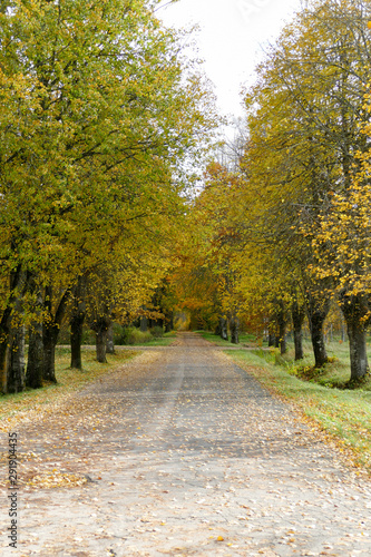 Path in the beautiful autumn park. Alley with trees.